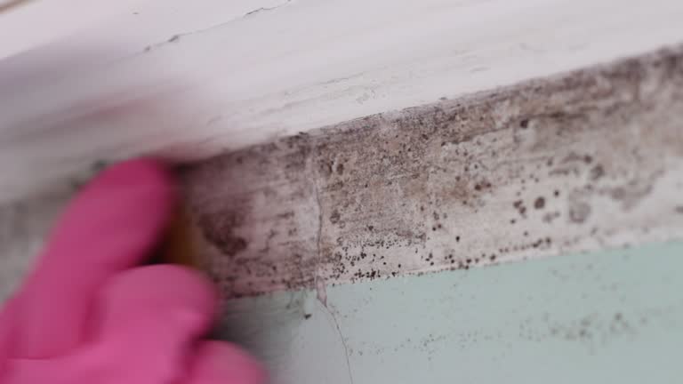 Best Attic Mold Removal  in College Place, WA